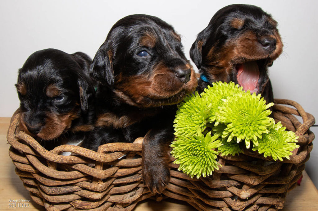 BKC Puppy Classes