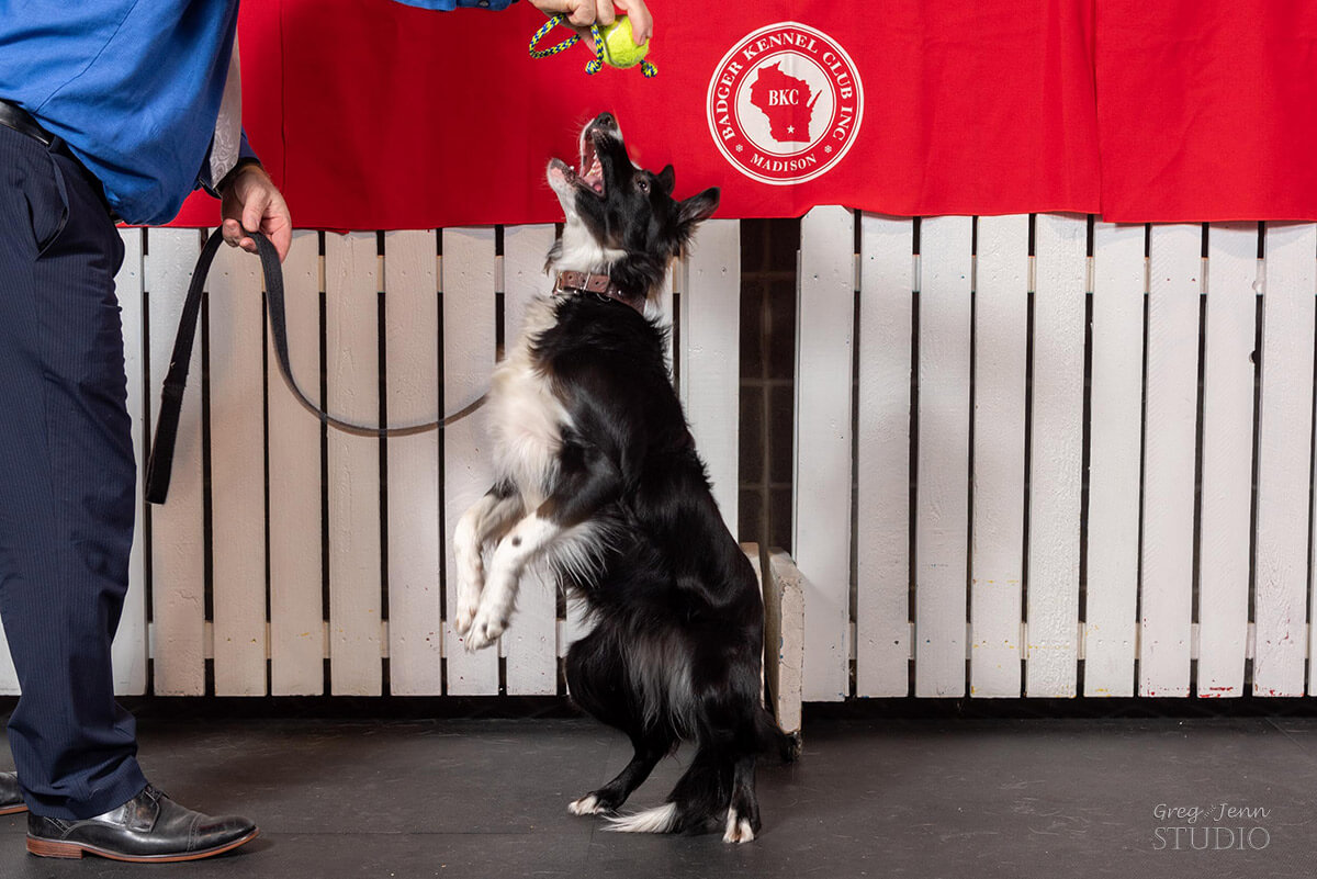 border collie performing a trick