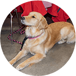 https://www.badgerkennelclub.com/wp-content/uploads/2020/03/class-icon-akc-canine-good-citizen.png