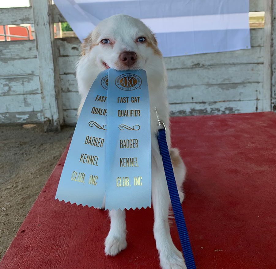 akc fast cat titles