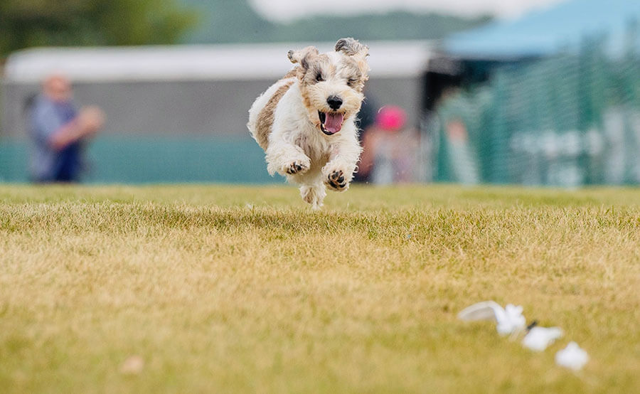 dog running FastCat at 2021 Waukesha trial