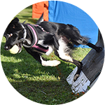 Flyball